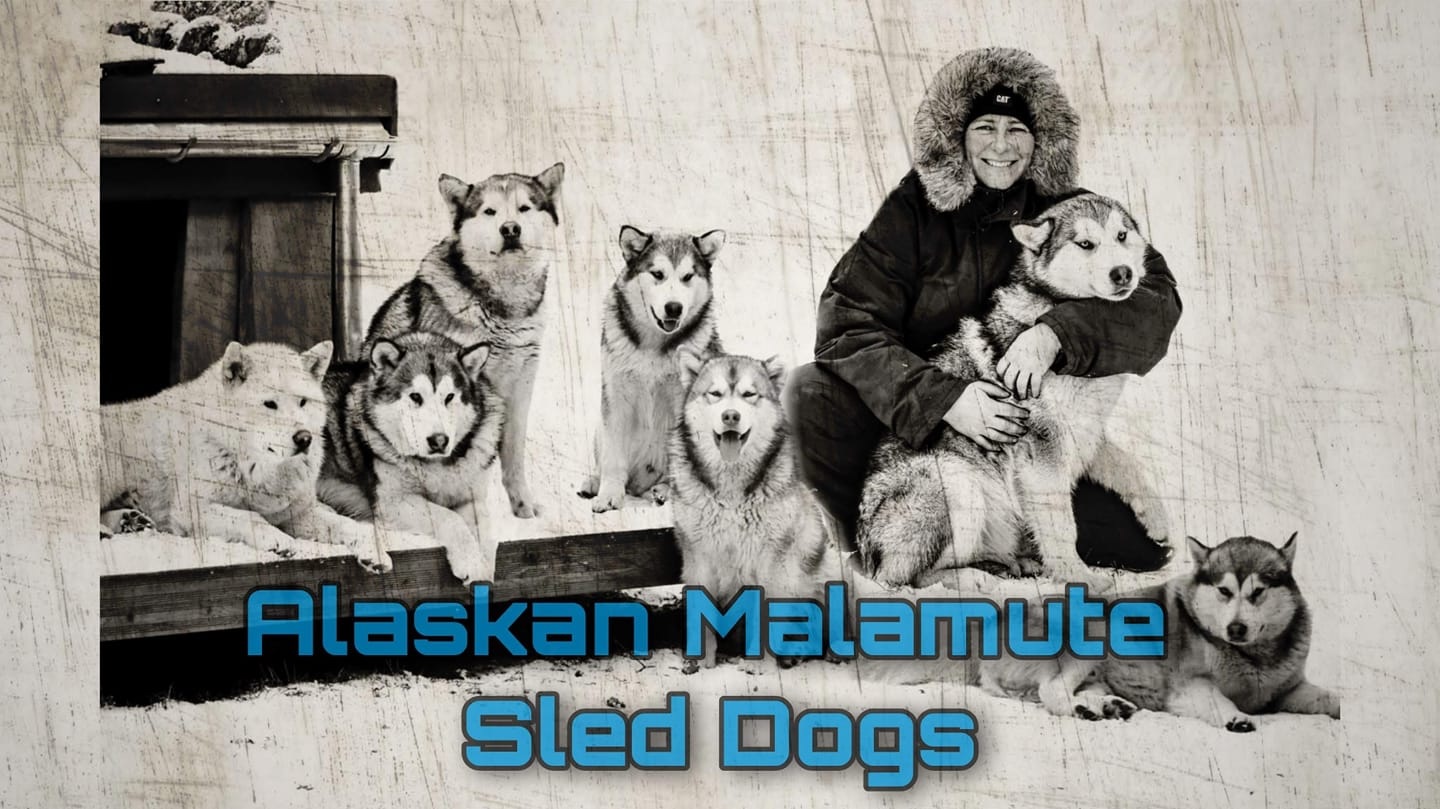 Schlittenhunde-Touren