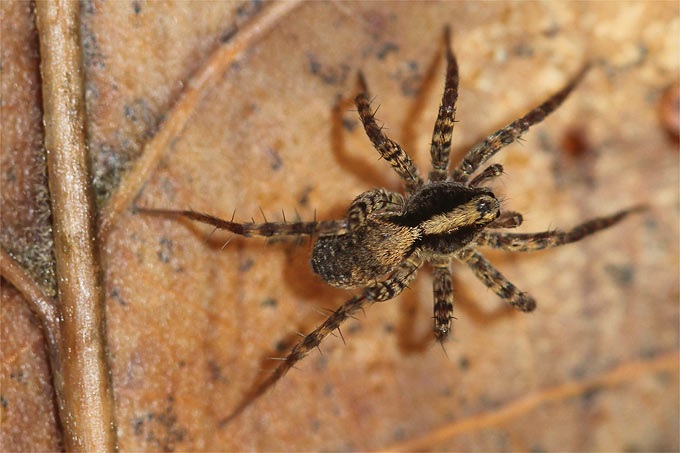 Spinne Spinne